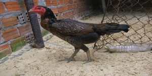 Cách chọn gà mái chọi 99ok