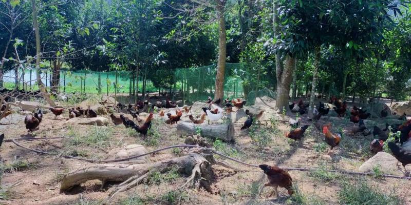 Phương Pháp Cách Ép Cân Gà Chọi Hiệu Quả Và An Toàn Từ 99OK 5 Khi ép cân cần có môi trường nuôi nhốt phù hợp