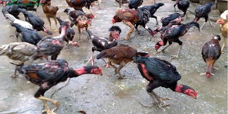 Chọn Lọc Gà Chọi Tơ - Chia Sẻ Phương Pháp Bất Bại Từ 99OK 7 Sư kê cần chọn lọc gà tơ theo nhiều đợt