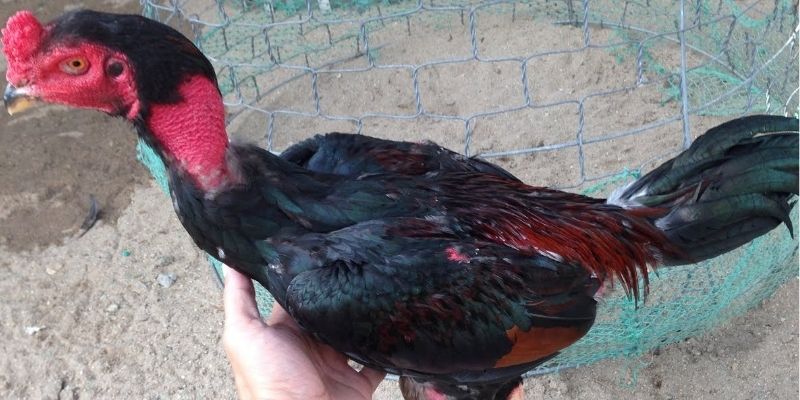 Chọn Lọc Gà Chọi Tơ - Chia Sẻ Phương Pháp Bất Bại Từ 99OK 5 Chọn lọc gà chọi tơ quyết định đến kết quả huấn luyện