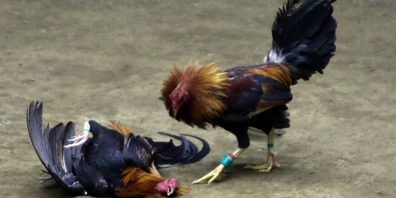 Chọn Lọc Gà Chọi Tơ - Chia Sẻ Phương Pháp Bất Bại Từ 99OK 4 chọn lọc gà chọi tơ 99ok