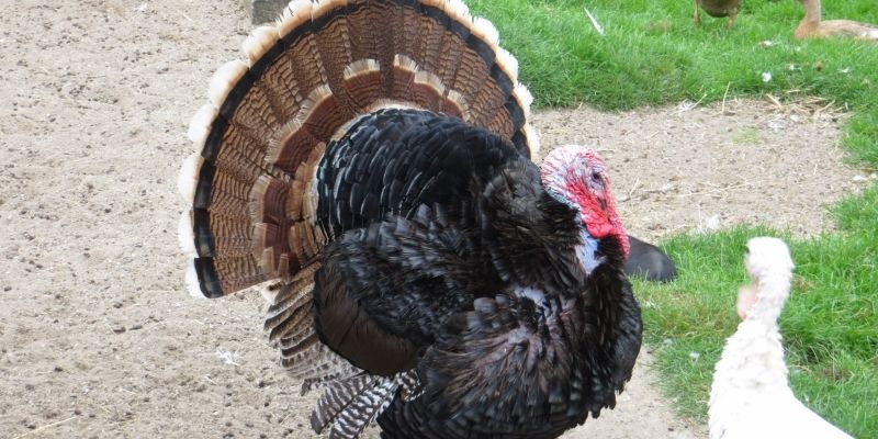 Đặc Điểm Gà Tây Đen - 99OK Chia Sẻ Thông Tin Cơ Bản Cần Biết 6 Chia sẻ đặc điểm gà tây đen về bộ lông