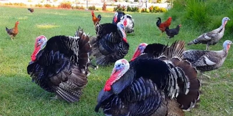 Đặc Điểm Gà Tây Đen - 99OK Chia Sẻ Thông Tin Cơ Bản Cần Biết 7 Chia sẻ cách nuôi gà tây đen đúng chuẩn