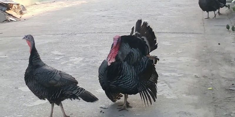 Đặc Điểm Gà Tây Đen - 99OK Chia Sẻ Thông Tin Cơ Bản Cần Biết 4 Đặc điểm gà tây đen