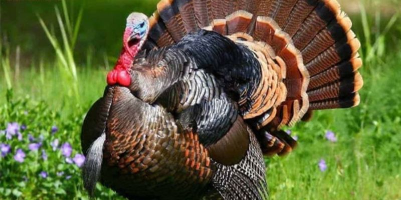 Đặc Điểm Gà Tây Đen - 99OK Chia Sẻ Thông Tin Cơ Bản Cần Biết 5 Giới thiệu về dòng gà tây đen được chú ý