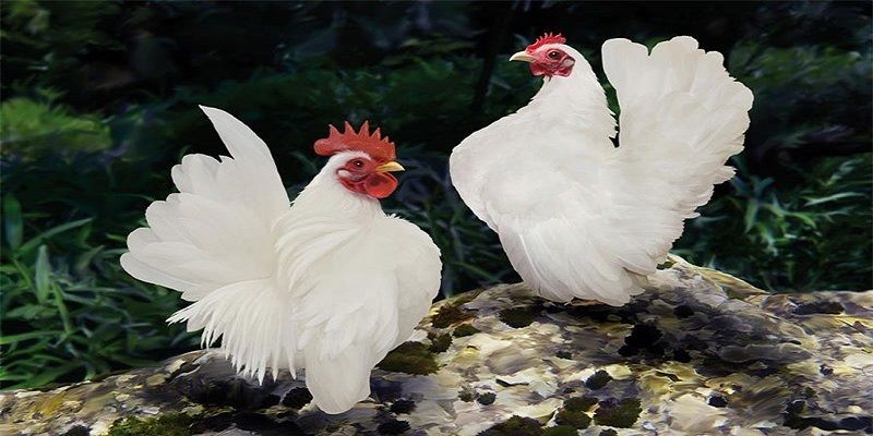 Đặc Điểm Giống Gà Serama Mà Sư Kê 99OK Không Nên Bỏ Lỡ 6 Chi tiết về giống gà lực sĩ