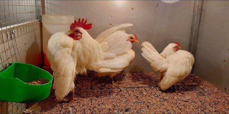 Đặc Điểm Giống Gà Serama Mà Sư Kê 99OK Không Nên Bỏ Lỡ 7 Tìm hiểu đặc điểm giống gà Serama